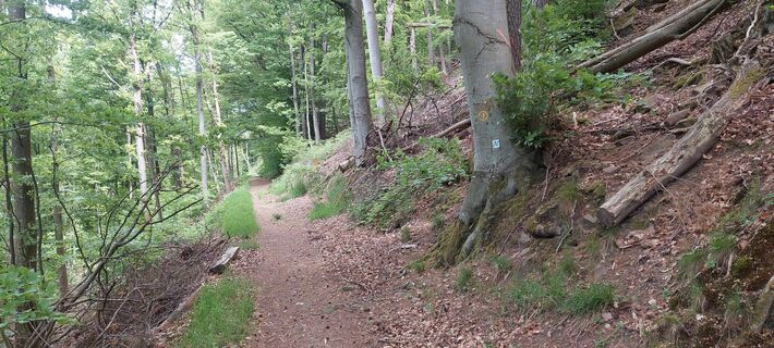 Anstieg zum Scheuerberg