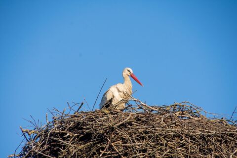 Storchennest Bad Blumau