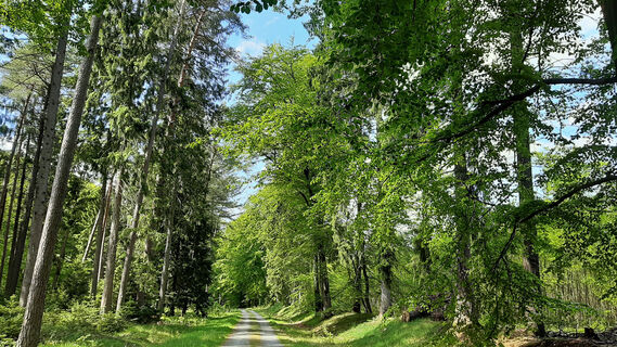 Ein Waldweg im Forst Hinzel