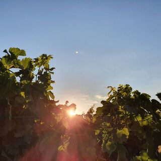 Wein- und Wiesenweg bei Freckenfeld