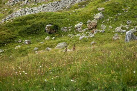 Murmeltiere auf dem Murmeltiersteig