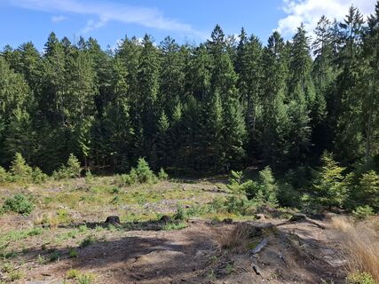 Photo de nordbergschnecke le long du parcours