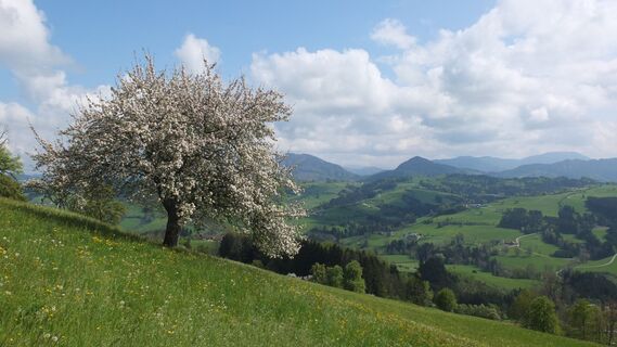 Schöne Baumblüte
