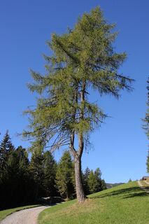 Am Waldesrand-Beginn der Almwiesen