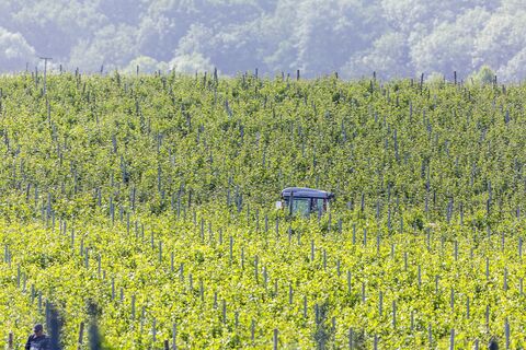 DSGVO SB Talheim Wein Weinberge 1 kompr
