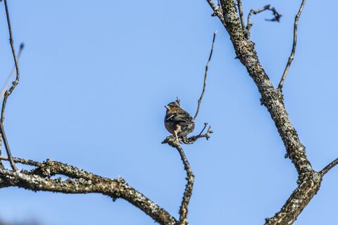 Themenweg Kucky's Vogelwelt