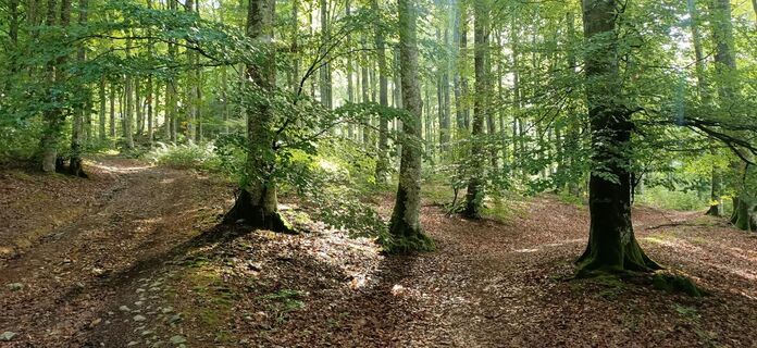 Buchenwälder auf dem ersten Anstieg der Route