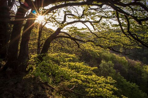 Wald Naturschutzgebiet Hohenstein