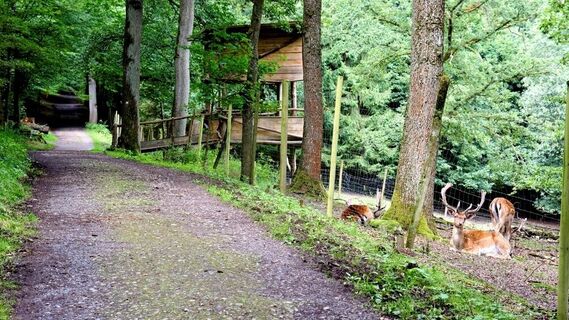 Aussichtskanzel und Wildfütterung