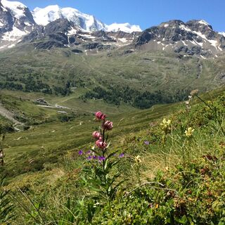 Türkenbund im Val da Fain