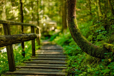 Wanderweg am Naturlehrpfad Granitzenbach
