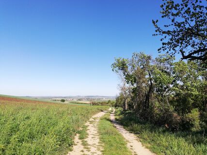 Am Rand des Suttenbrunner Grabens