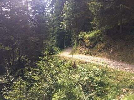 Der Weg im Wald