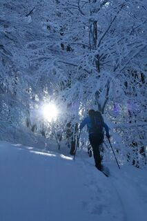 Durch den verschneiten Wald.