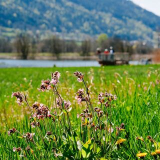 Frühling Ossiacher See