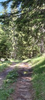 Fotografie z pesendis na trase