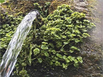 Brunnen an der Kleinen Enz