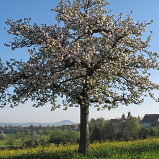 Apfelbaum - Copyright by Berthold Hänssler