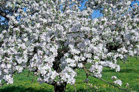 Apfelbaum in voller Blüte, ApfelLand-Stubenbergsee in der Oststeiermark