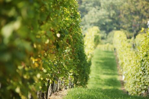 Blick durch die Weinzeilen