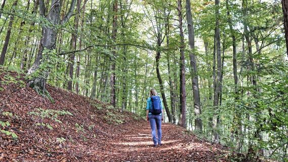 Der Weg führt durch den Wald