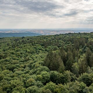 Ausblick über Donnersbergmassiv Richtung Rheinebene