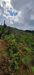 Photo de Carine Suzuki le long du parcours