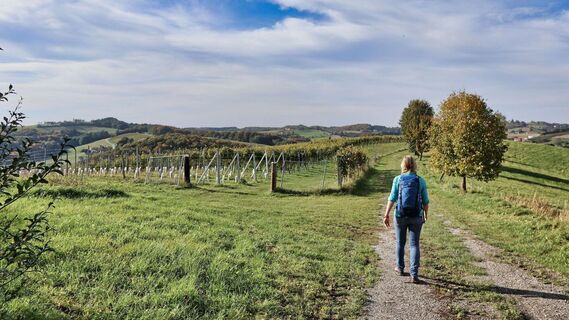 Gemütlich wandern wir durch die Weingärten