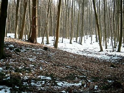 Hügelgrab  im Seulinger Wald