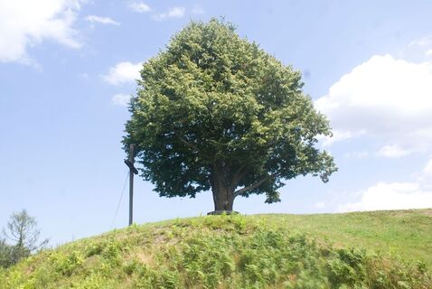 Rastplatz unter der Linde