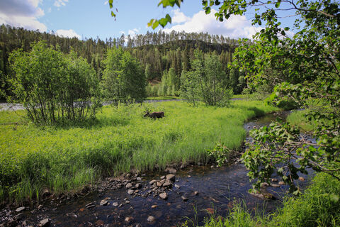 Fluss Kitka, Karhunkierros-Weg im Oulanka-Nationalpark