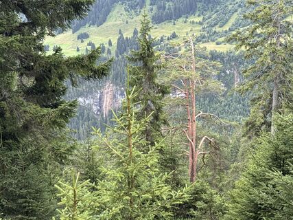 Foto von Grizzli entlang der Tour