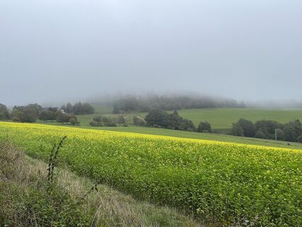 Rapsfeld am Uplandsteig