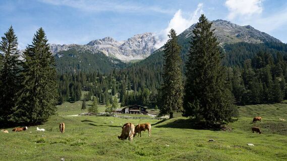 Almlandschaft im Gaistal