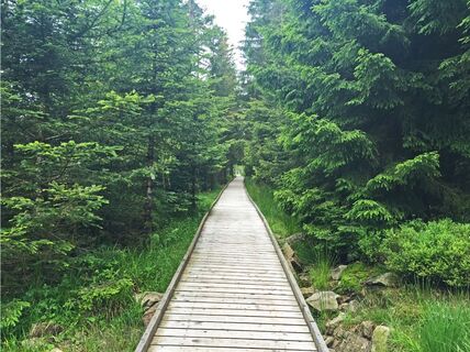 Holzweg zum Hochmoor Hohlohsee