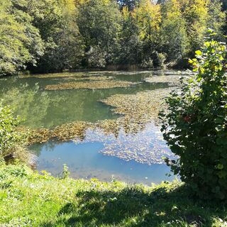 ein beschaulicher, naturbelassener See südlich des „Weissen Rössls“ – am Weg zum Trattnigteich
