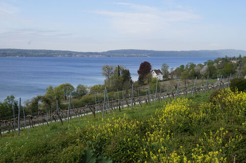 Blick auf den Überlinger See vom Vorplatz der Birnau aus