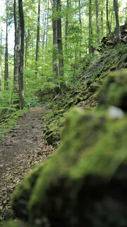 Firnsbachtal