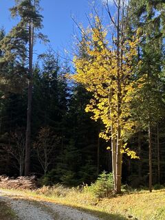 Fotografie de la Dietmar Taurer de-a lungul turului