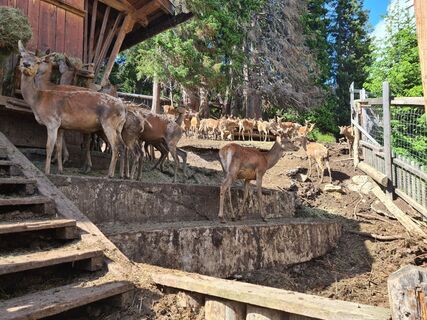 Wildtiergehege in Fiss