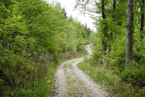 Weg oberhalb von Gebhardsweiler