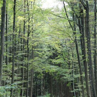 Im Grünen