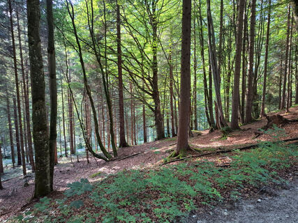 Zemljevid