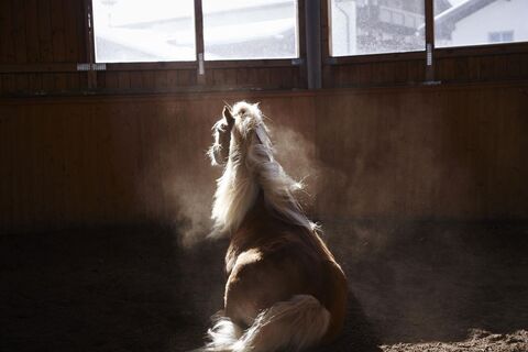 Haflinger Stall Münster Hauserwirt