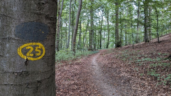 Firnskuppe