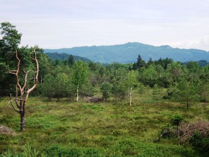 Naturschutzgebiet Weng Moor
