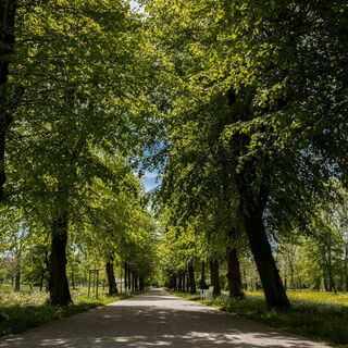Goetheallee im Kurpark Bad Berka