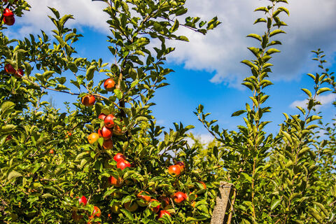 Obstbäume am Oberkircher Brennersteig