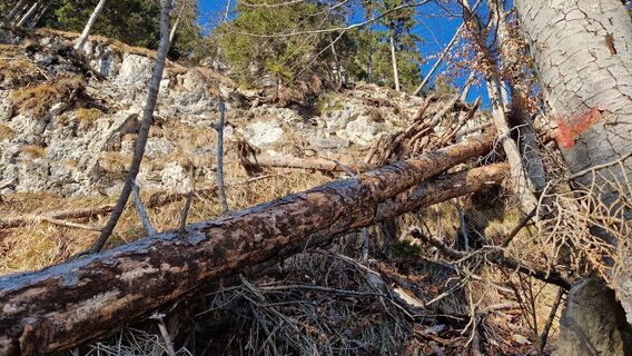 Bäume versperren den Weg nach oben, beim überklettern ist Vorsicht geboten, da könnte was wegrollen.