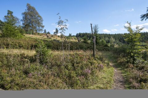 Heidepfad am Wanderweg U3 in Willingen-Usseln